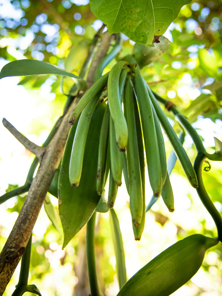 Vanilla Pods on Vine